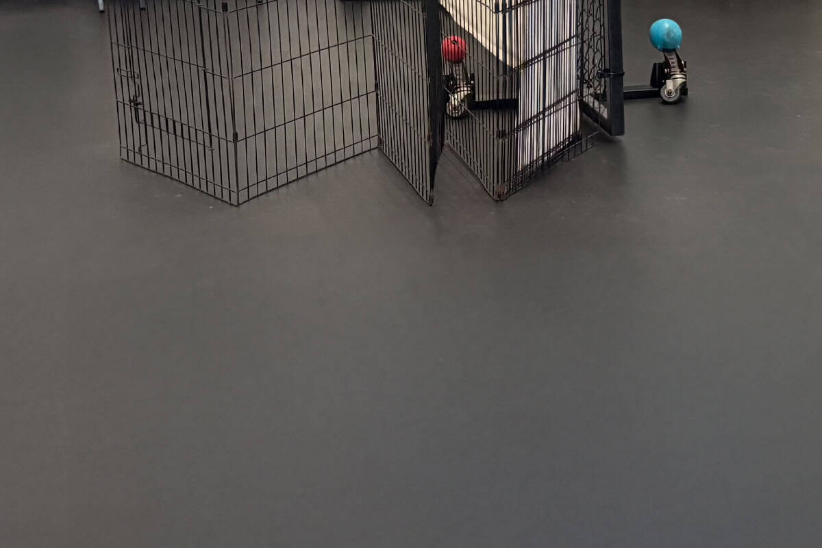 CU Dog crates with colorful balls on a smooth black flooring, suitable for pet training and play areas.