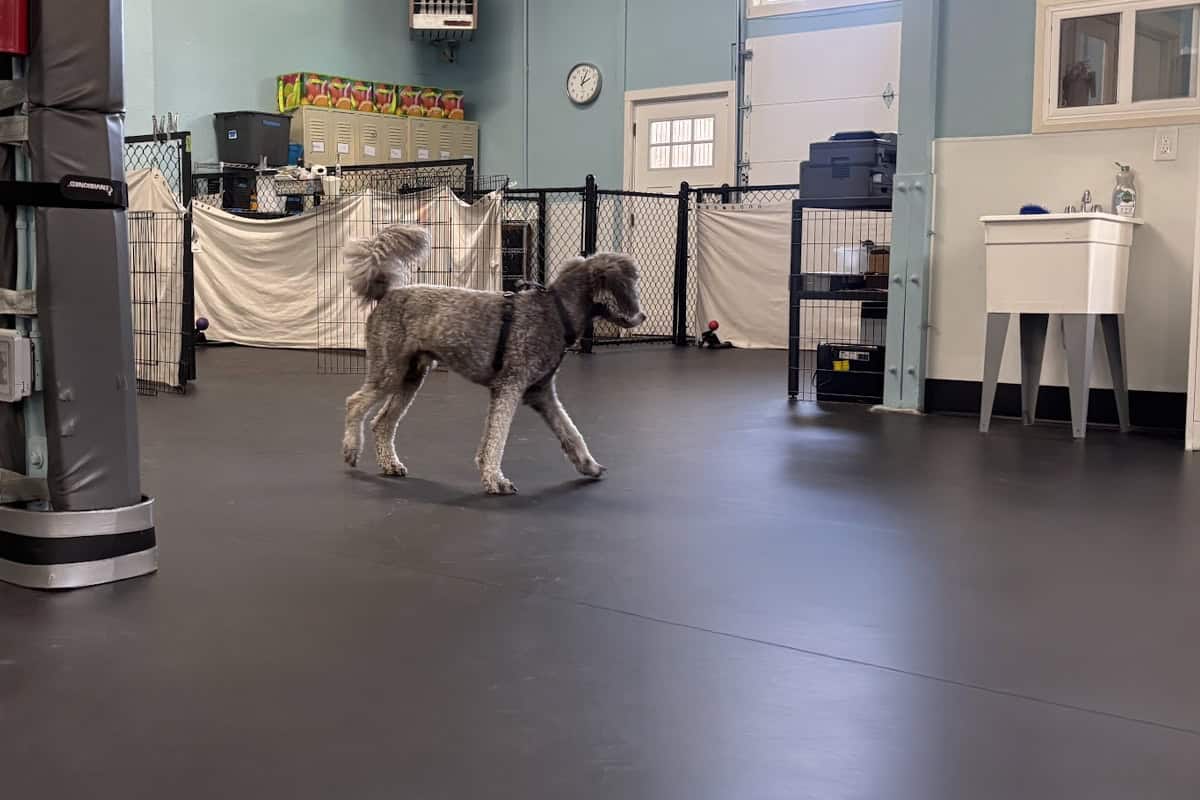 poodlewalk Smooth, durable flooring in a dog training or grooming facility.