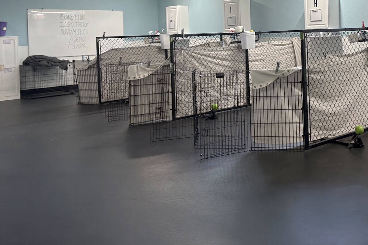 sideshot Dog training crates with mats and balls in a modern training room at Dallas Watson Flooring.